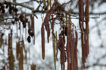 Branch of The Hazel ( Corylus Avellana) with inflorescences in spring