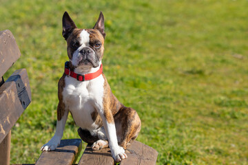 Boston Terrier sits on a park bench in spring