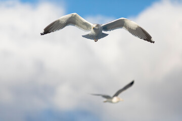Gaviota sombría (Larus fuscus) volando sobre un cielo azúl con nubes. Diciembre. Tarragona, España, Mar Mediterráneo.