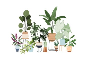 Fototapeta na wymiar Potted house plants composition. Green-leaf houseplants and succulents in planters, baskets, flowerpots. Indoor home garden. Foliage decoration. Flat vector illustration isolated on white background