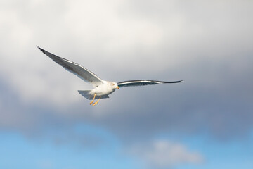 Gaviota sombría (Larus fuscus) volando sobre un cielo azúl con nubes. Diciembre. Tarragona, España, Mar Mediterráneo.