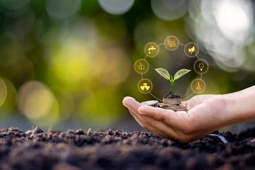 Foto op Canvas Tree growing from coins in human hand and blurred natural green background, finance and money management concept for SME. © Arthon