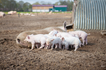 Freiland Schwein und Ferkel