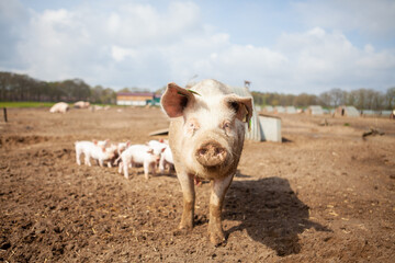 Freiland Sau und Ferkel