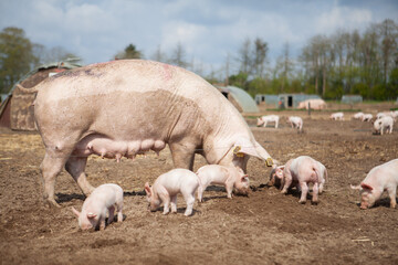 Freiland Schwein und Ferkel