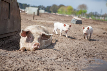 Freiland Schwein 