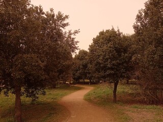 Paisaje de bosque en un día de calima con camino.
