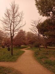 Paisaje de bosque en un día de calima con camino.