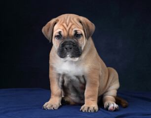 Cute little ca de bou puppy on a blue background