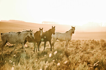 Horses