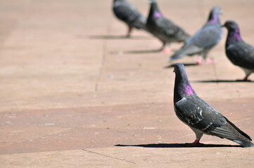 鳩　後ろ姿　群れ