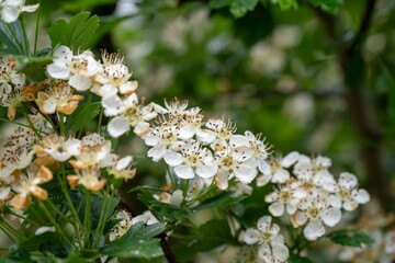 Spring tree flowering. White blooming tree. Slovakia