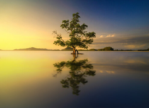 Beautiful sunrise scenery with a reflection of a single mangrove tree