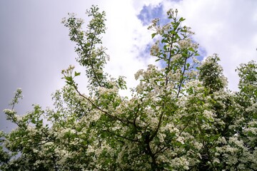 Fototapeta premium Spring tree flowering. White blooming tree. Slovakia