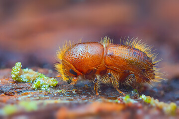 The European spruce bark beetle - Ips typographus