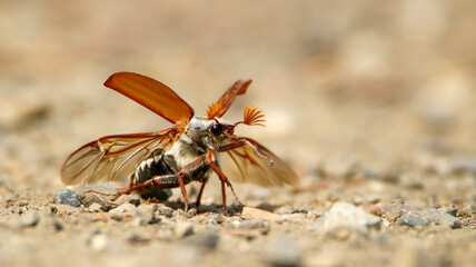 Scarab beetle on the attack