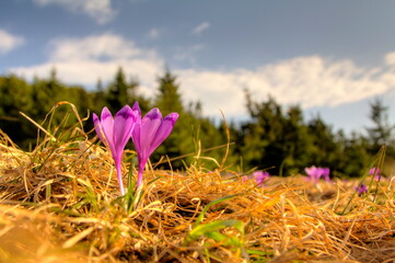 Beautiful purple crocus flowers growing on the picturesque slope of the Carpathian Mountains in Ukraine.