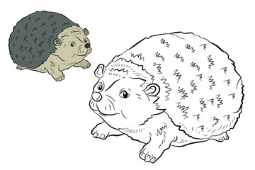 Animals. Black and white image of a hedgehog. Coloring book for children. An isolated object.