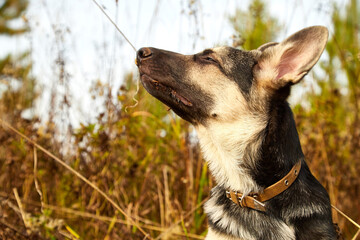 Dog German Shepherd on nature landscape in an autumn or summer day