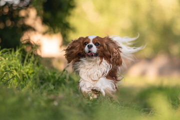 Cute cavalier king charles spaniel dog running through the green grass against the background of the spring forest