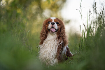 Naklejka premium Cute cavalier king charles spaniel dog on the background of spring forest