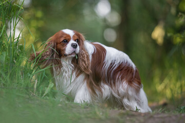 Cute cavalier king charles spaniel dog on the background of spring forest