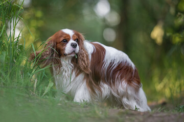 Naklejka premium Cute cavalier king charles spaniel dog on the background of spring forest