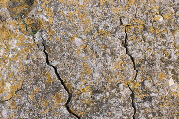 Yellow lichen on a concrete slab