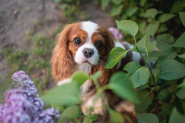 Cute cavalier king charles spaniel dog among white flowers