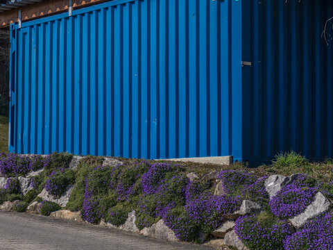 Mauerpfeffer Blaukissen