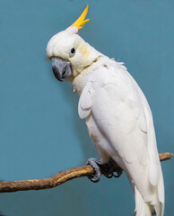 White cockatoo.
 The plumage is white, males and females are colored the same. The beak is black, the paws are gray. The cockatoo's head is large, with a large, very powerful beak. The elongated feath