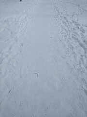 Asphalt path with melted snow close-up