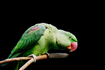 Alexandrine green parakeet.
 It is distinguished by bright green, grass color and crimson spots on...