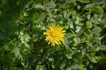 dandelion flower on green grass background