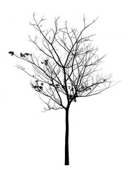 Silhouette bare tree isolated on white background