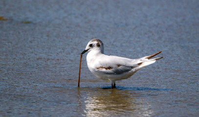 Little gull is hungry