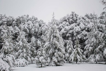 Forest covered in snow. Trees becoming white due to snow. Snowy day in the Moroccan city Ifrane. Cold winter. Snow landscapes. Winter background. Snow covered trees