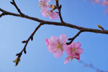 河津桜