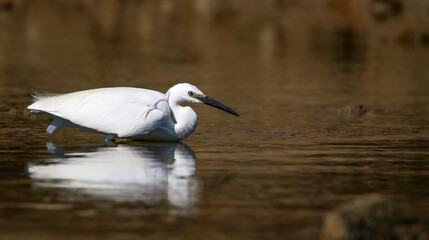 Little egret hunting
