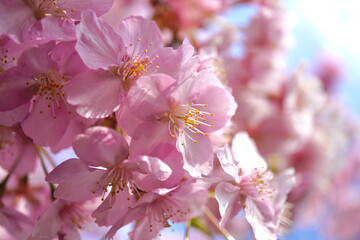 河津桜