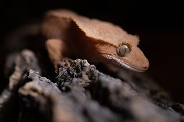crestedgecko
