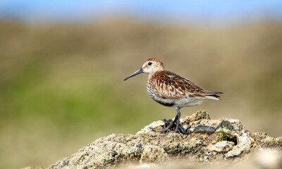 Dunlin