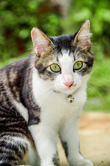 Black and white cat playing in the yard