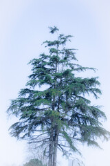 single pine tree