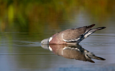 Common wood pigeon kind of thirsty