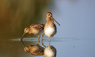 Two common snipes