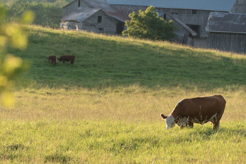 Cows grazing in pasture at sunset