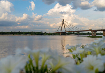 Kyiv landscape: Reflection of the bridge and clouds in the Dnieper river (Dnipro) and white flowers in the foreground
