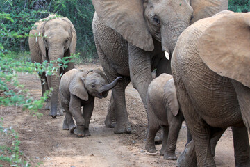 Herd of elephant with baby