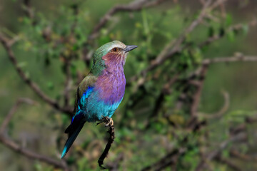 Lilac breasted Roller side view  2